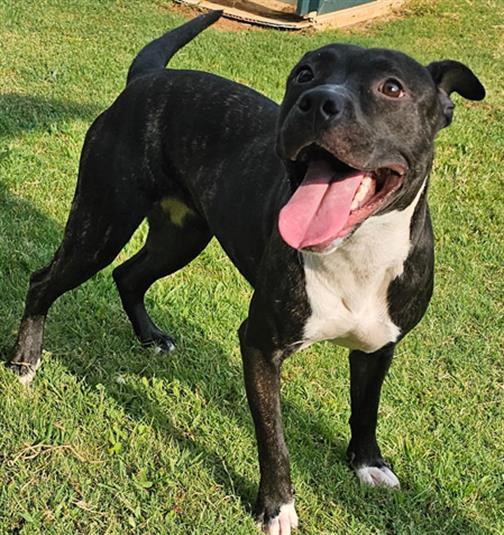 RAVEN, Adoptable, Young Female Pit Bull Terrier & Mixed Breed.