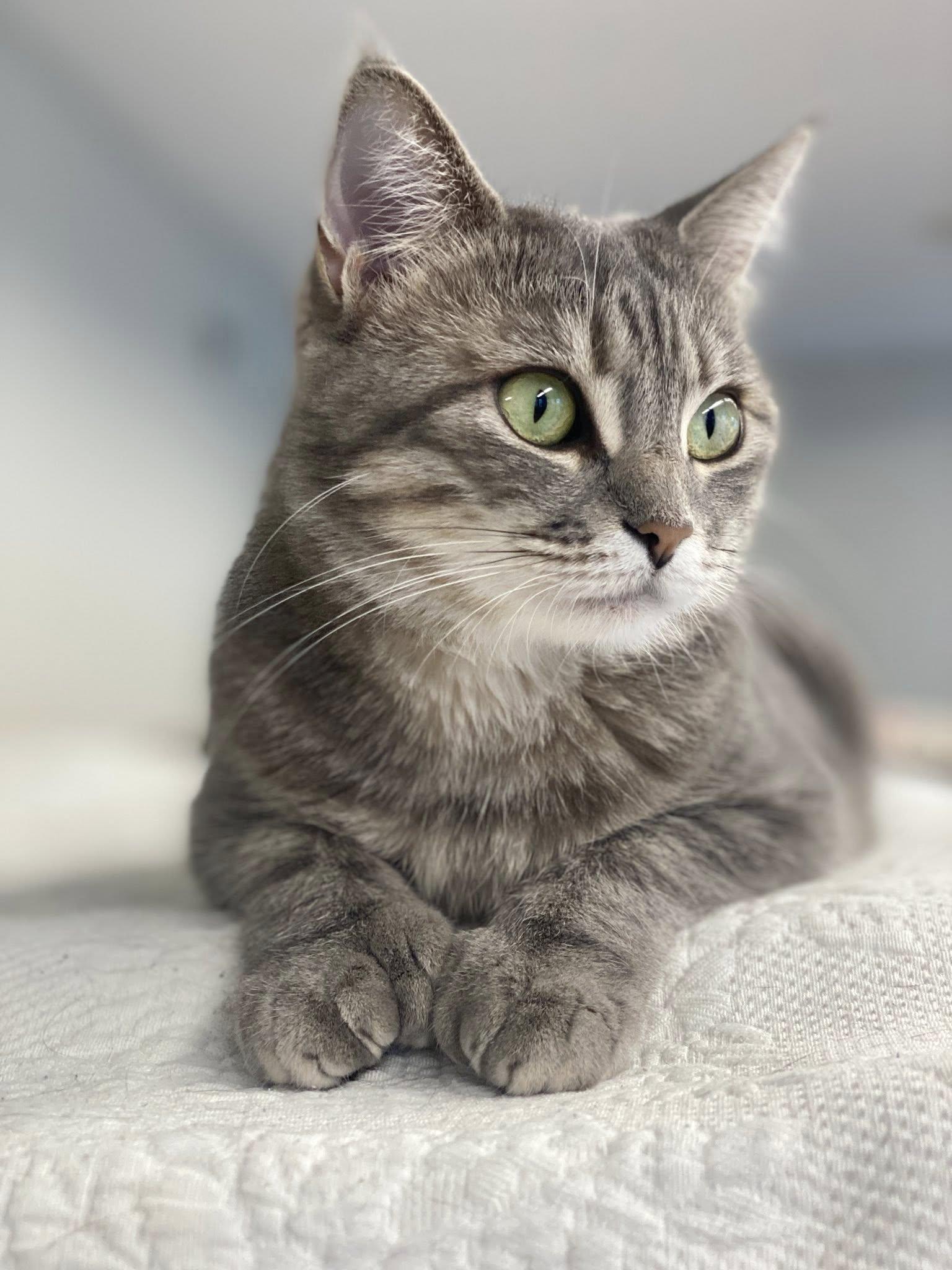 Roxie, a Adoptable Domestic Short Hair in Plainville, MA image 2/6