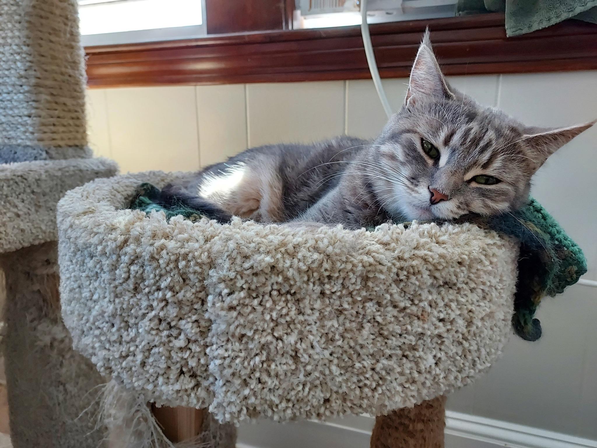 Roxie, a Adoptable Domestic Short Hair in Plainville, MA image 3/6