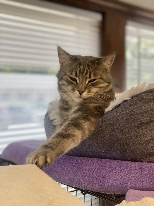 Roxie, a Adoptable Domestic Short Hair in Plainville, MA image 4/6