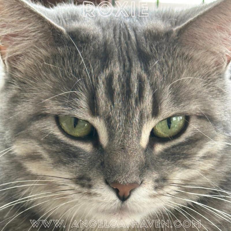 Roxie, a Adoptable Domestic Short Hair in Plainville, MA image 1/6