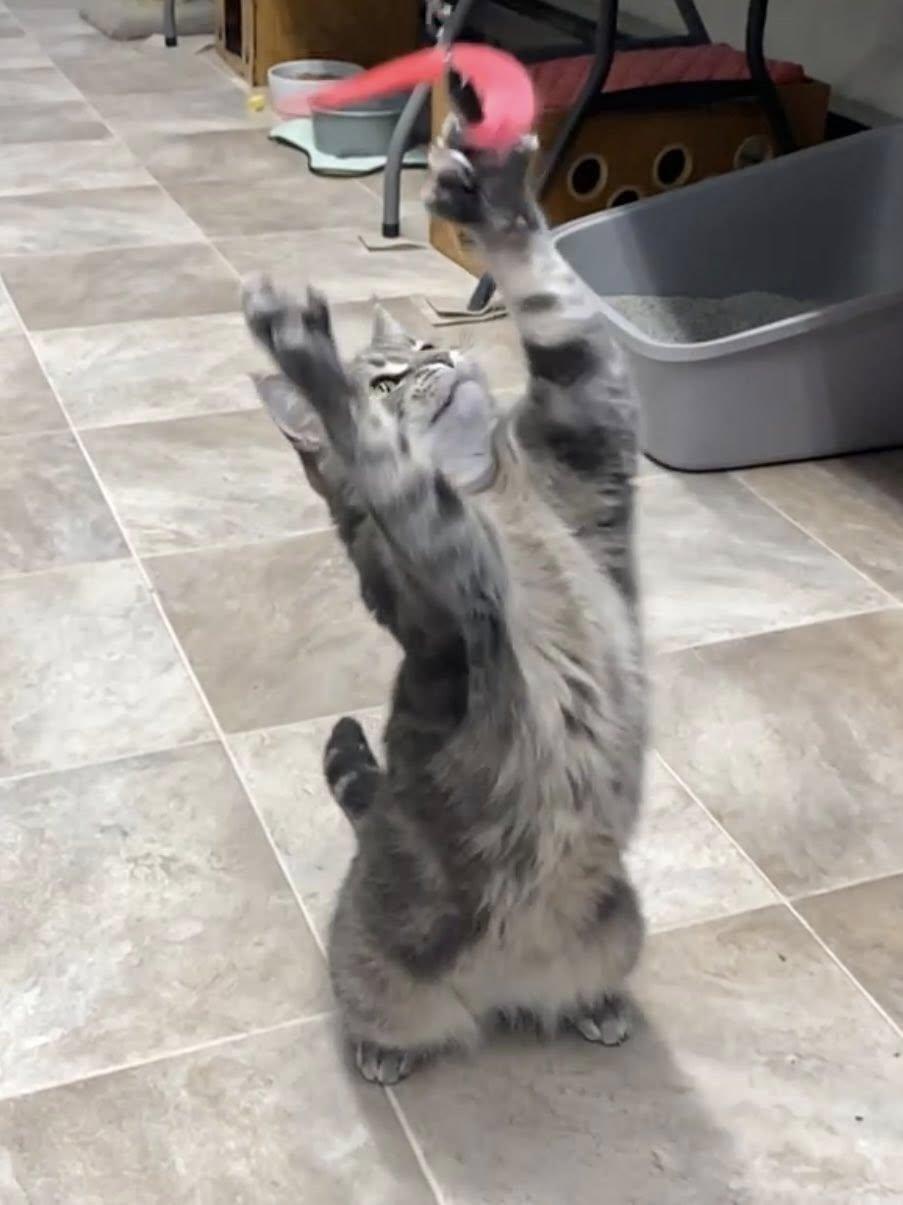 Roxie, a Adoptable Domestic Short Hair in Plainville, MA image 5/6