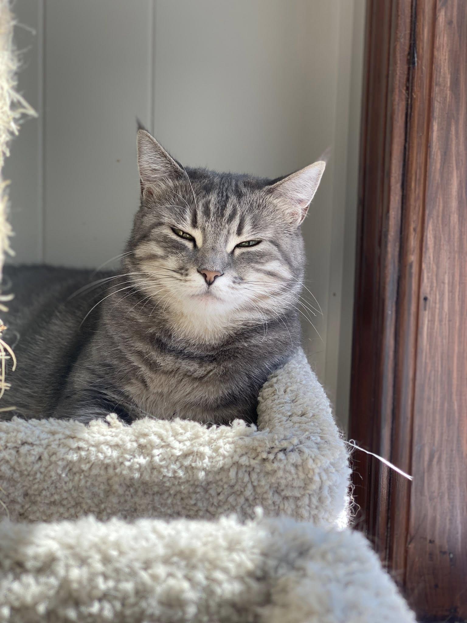 Roxie, a Adoptable Domestic Short Hair in Plainville, MA image 6/6