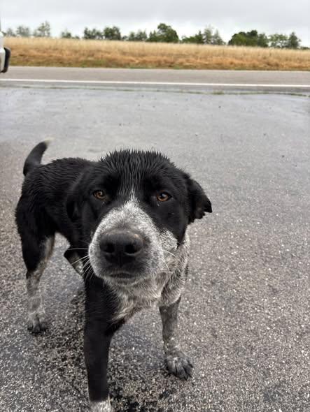 Todd, ADOPTABLE, Adult Male Australian Cattle Dog / Blue Heeler.