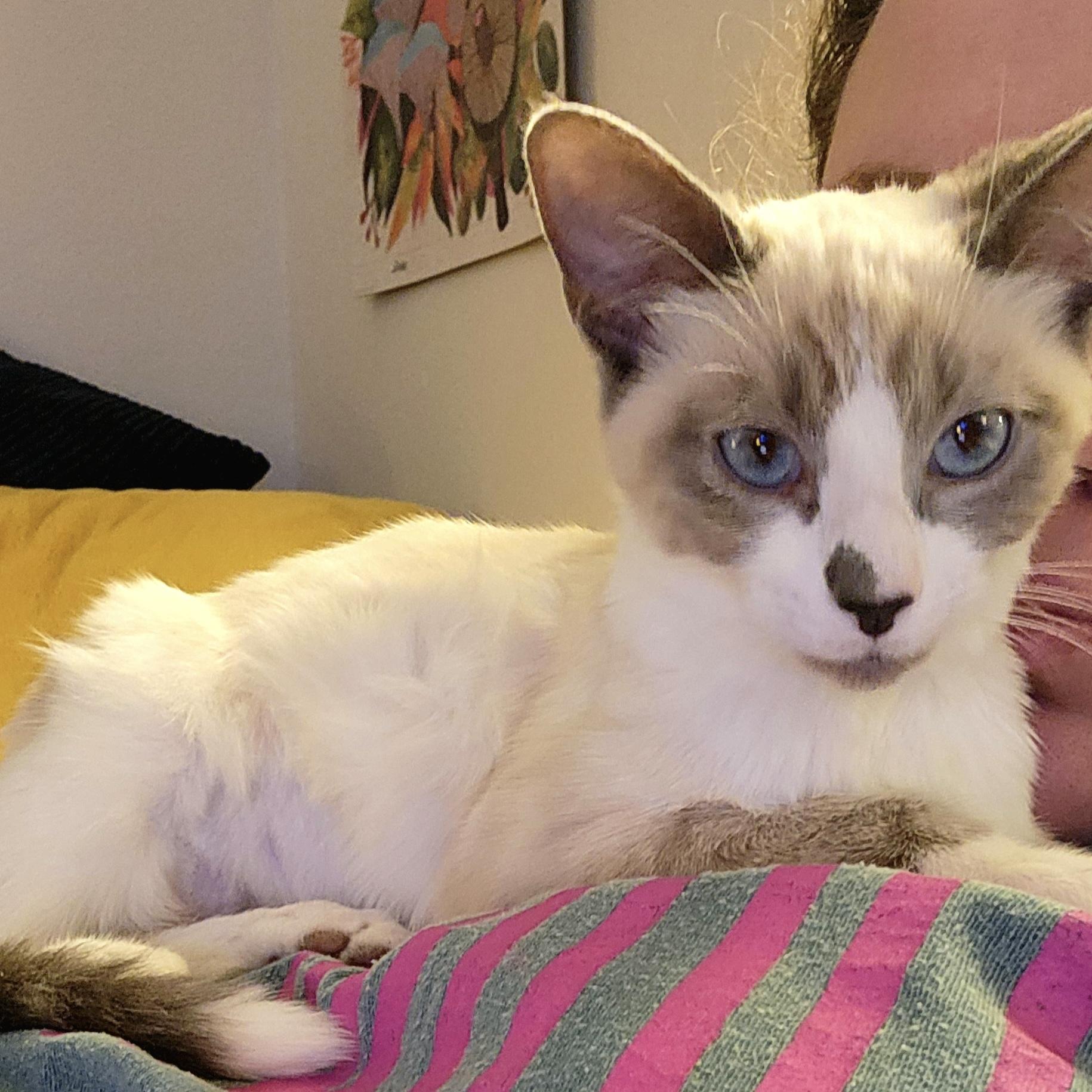 Enlarge Tippy Toes, an adopted Siamese in Bentonville, AR image 4/4