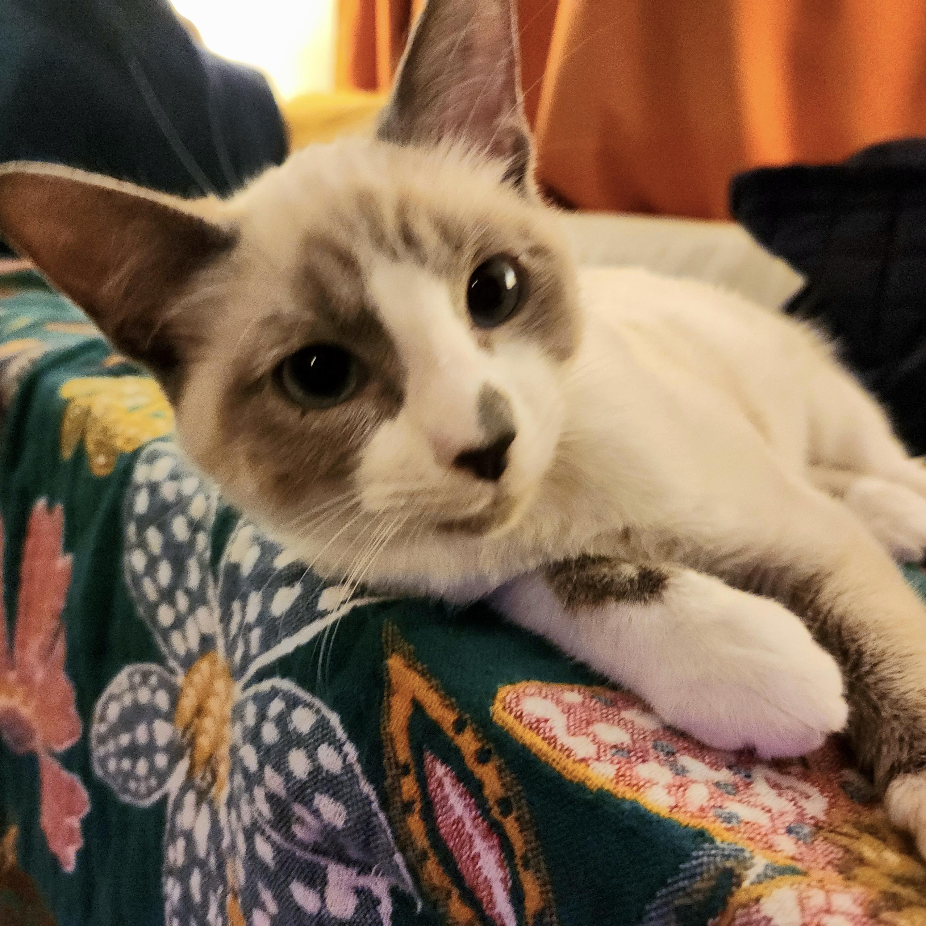 Enlarge Tippy Toes, an adopted Siamese in Bentonville, AR image 2/4