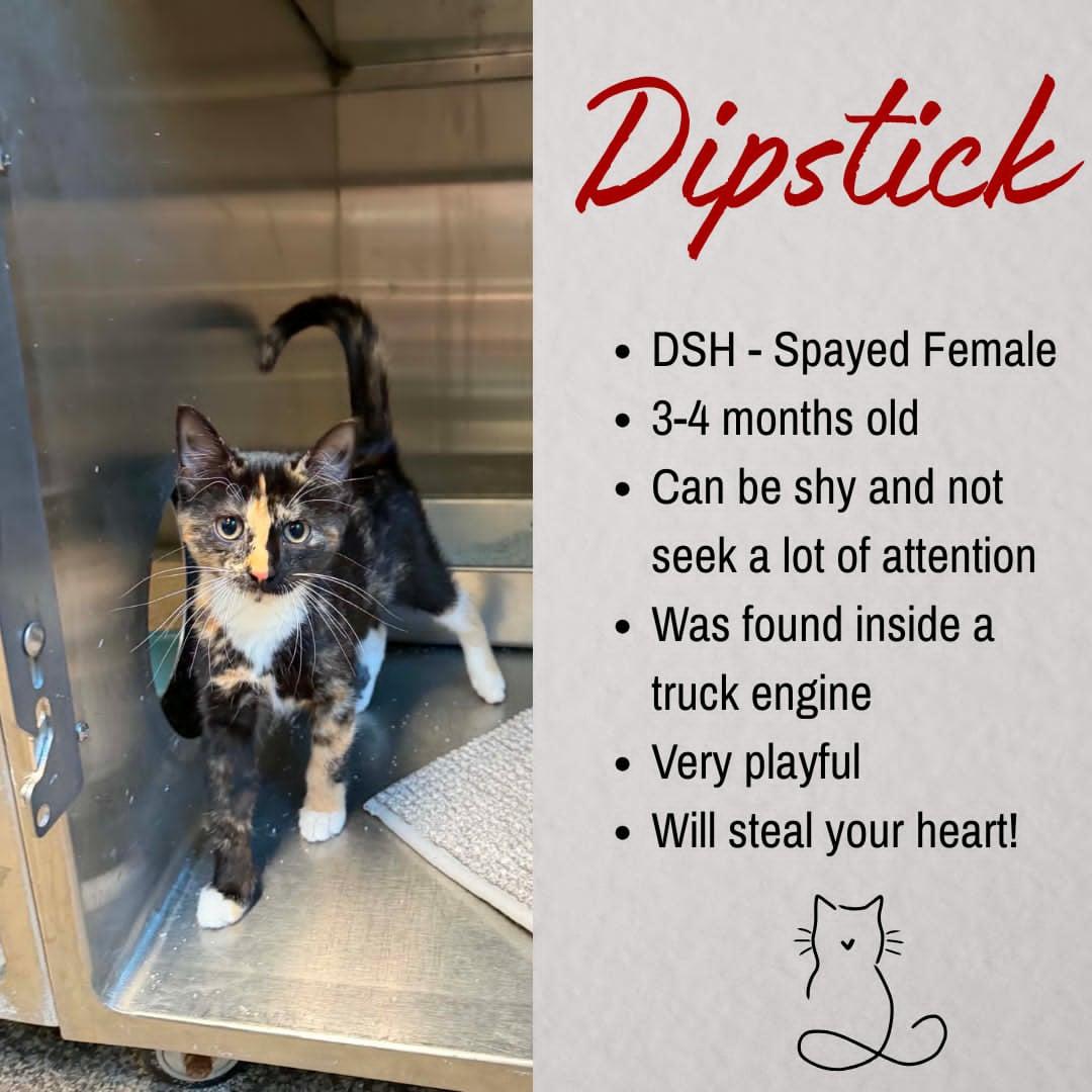 Dipstick, adoptable, Young Female Domestic Short Hair.