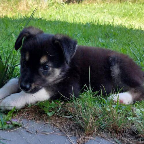 Enlarge Blue, a Adoptable mixed breed in King City, ON image 4/4