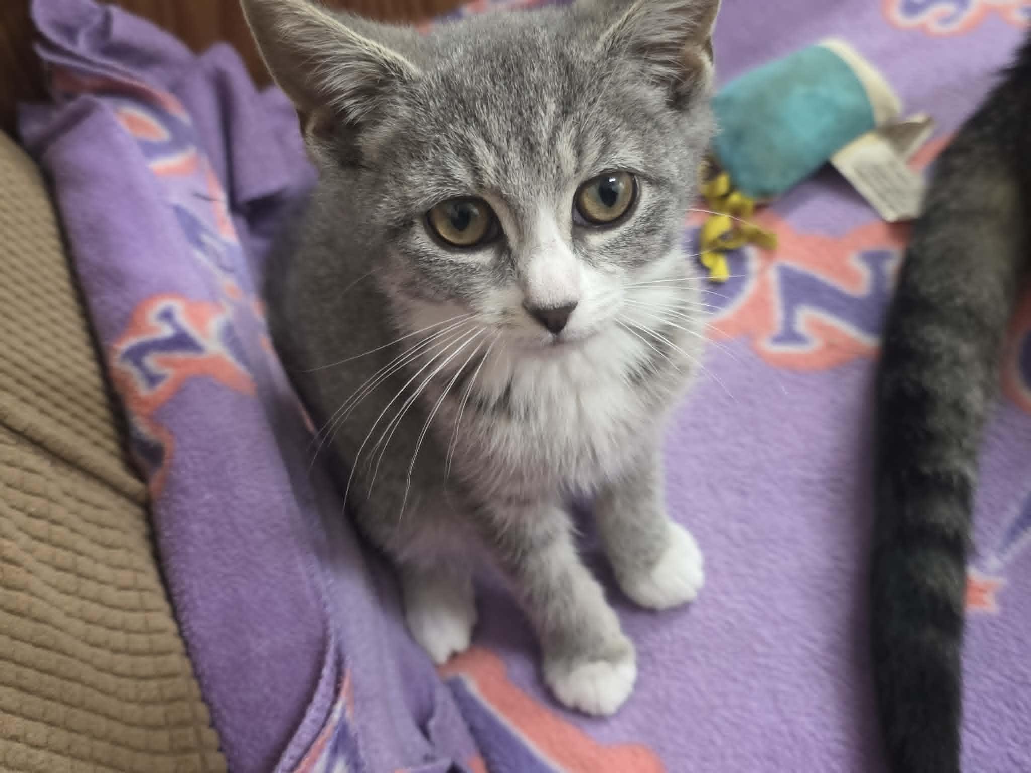 Tigris, adopted, Young Female Domestic Short Hair.