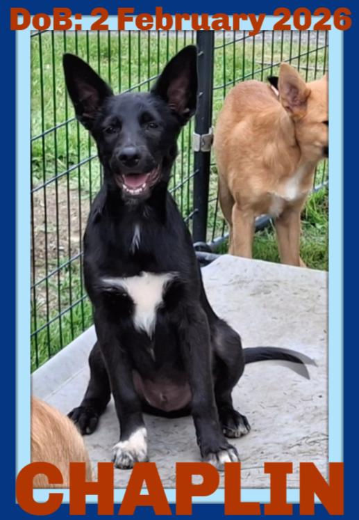 CHAPLIN, Adoptable, Young Male German Shepherd Dog & Border Collie.