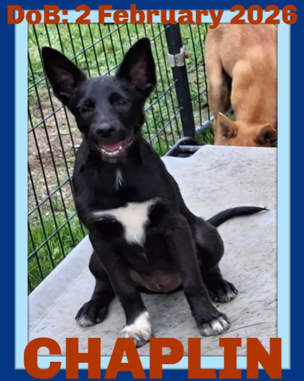 CHAPLIN, a Adoptable mixed breed in Sebec, ME image 2/3