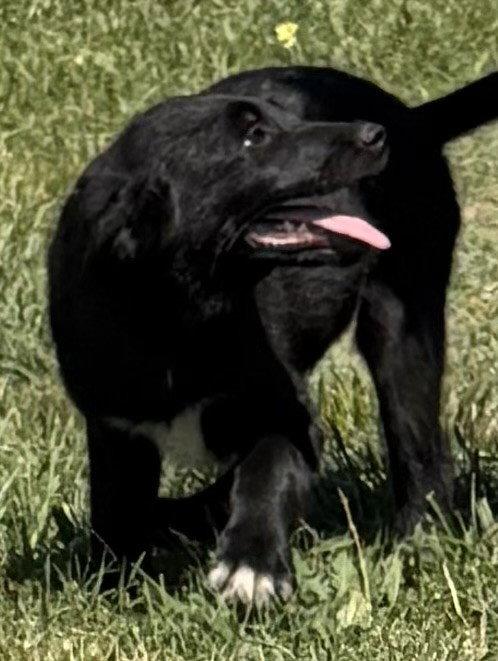 CHAPLIN, a Adoptable mixed breed in Sebec, ME image 3/3