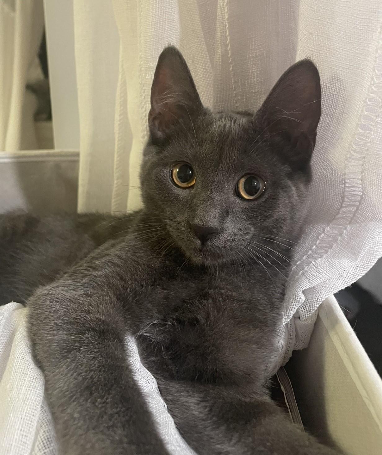 Enlarge Oscar, a Adopted Domestic Short Hair in Puyallup, WA image 6/6