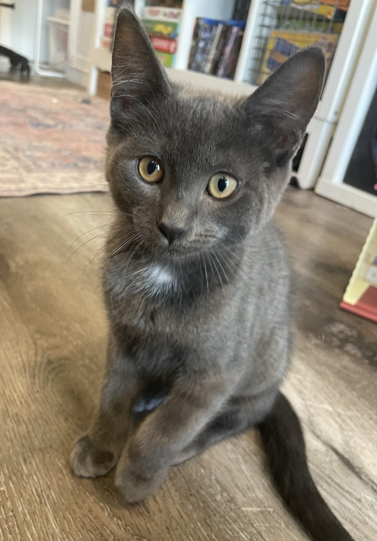 Enlarge Oscar, a Adopted Domestic Short Hair in Puyallup, WA image 4/6