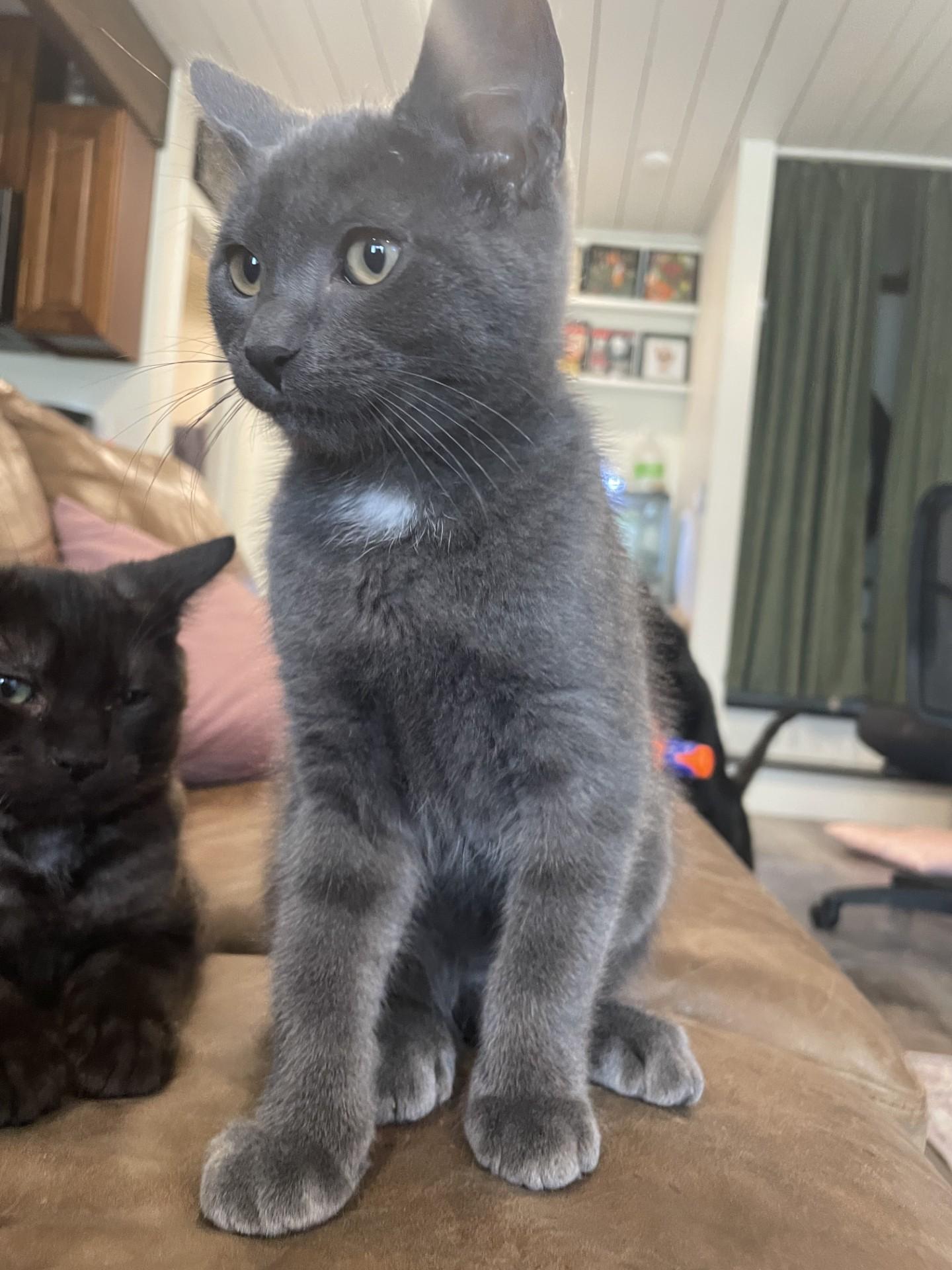Enlarge Oscar, a Adopted Domestic Short Hair in Puyallup, WA image 5/6