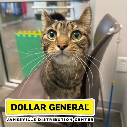 Enlarge Theo, a Adoptable Domestic Short Hair in Janesville, WI image 1/3