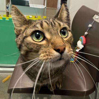 Theo, Adoptable, Adult Male Domestic Short Hair.