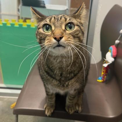 Enlarge Theo, a Adoptable Domestic Short Hair in Janesville, WI image 3/3