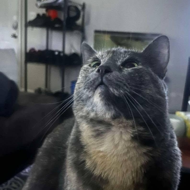 Enlarge Cora, a Adoptable Domestic Short Hair in Morgantown, WV image 1/4