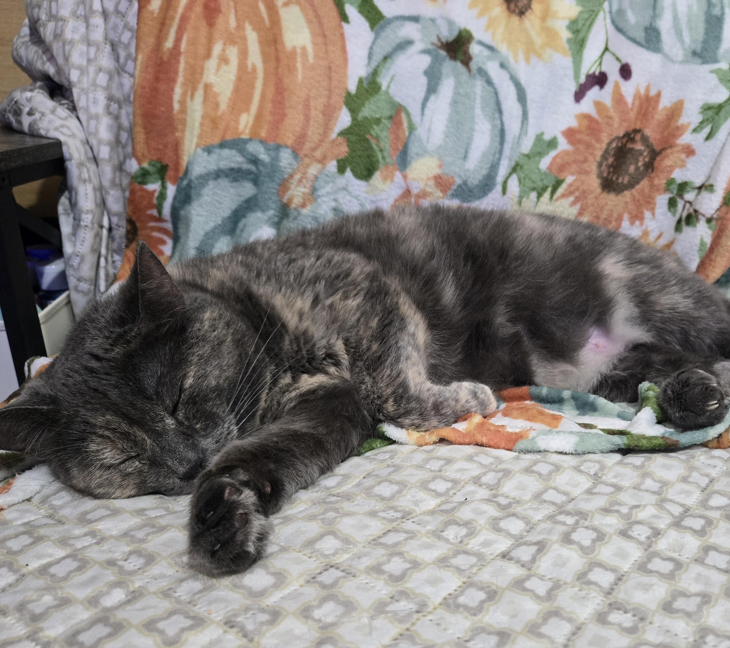 Enlarge Cora, a Adoptable Domestic Short Hair in Morgantown, WV image 3/4