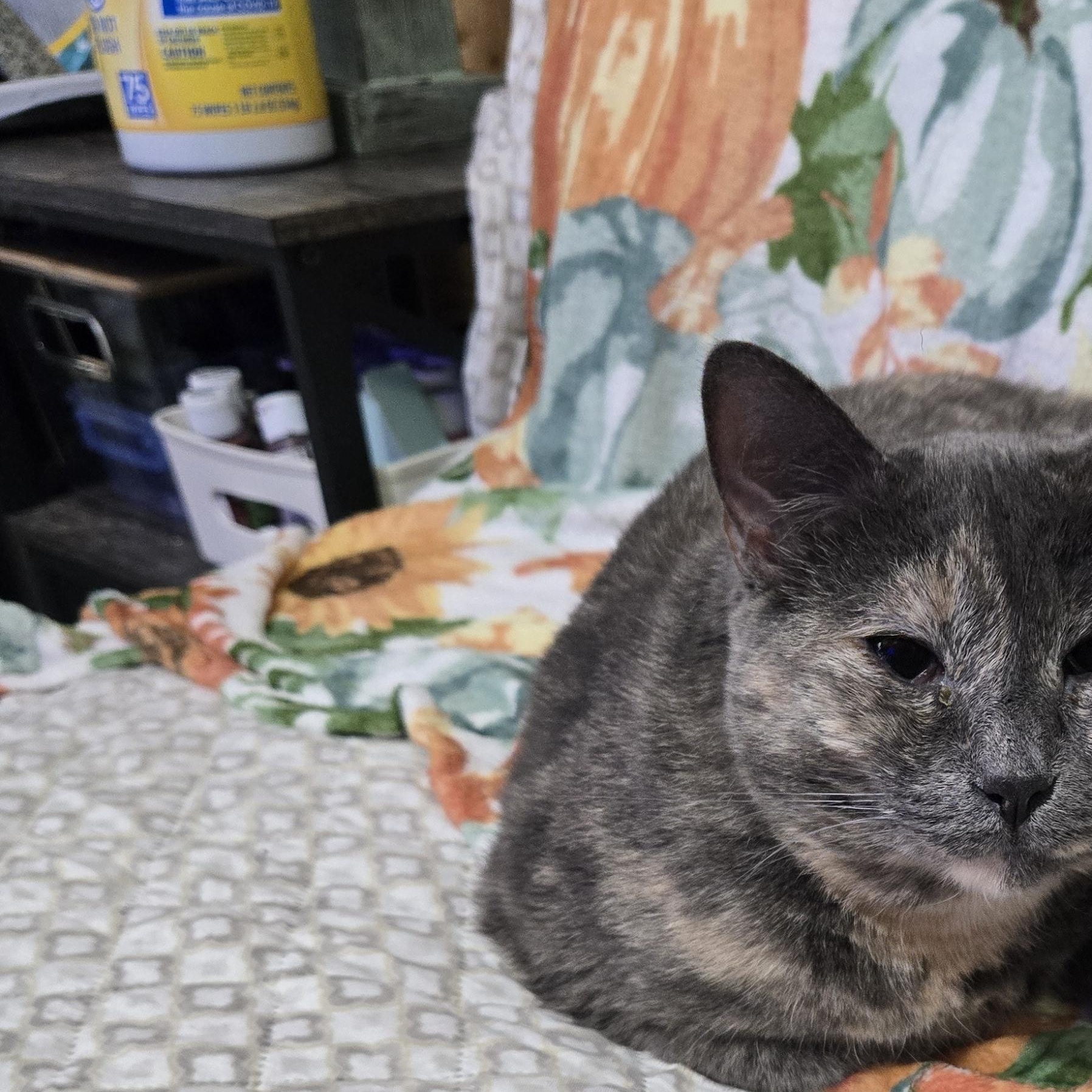 Enlarge Cora, a Adoptable Domestic Short Hair in Morgantown, WV image 2/4