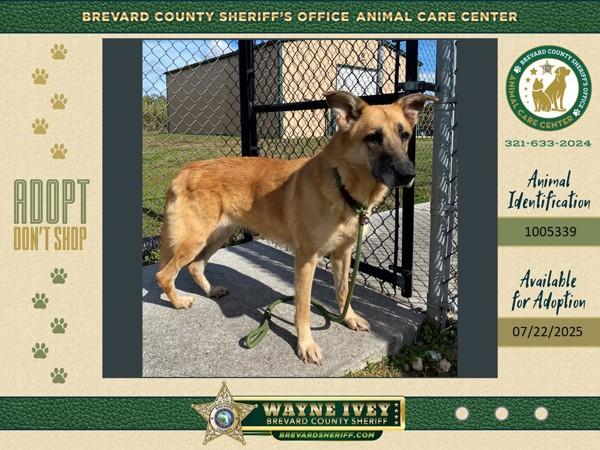 Holga, Adoptable, Adult Female German Shepherd Dog.