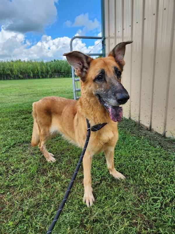 Enlarge Holga, a Adoptable mixed breed in Melbourne, FL image 1/4
