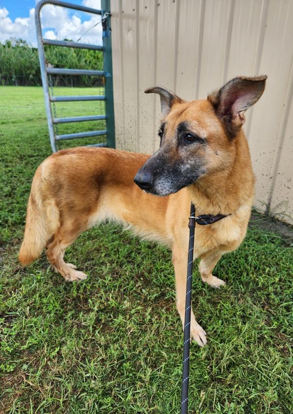 Enlarge Holga, a Adoptable mixed breed in Melbourne, FL image 2/4