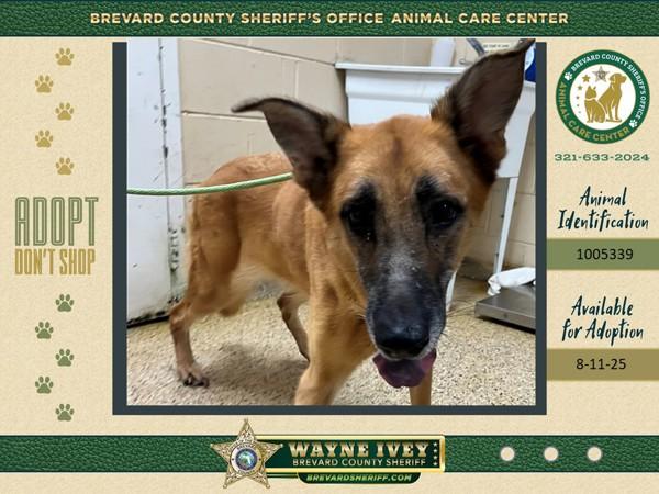 Enlarge Holga, a Adoptable mixed breed in Melbourne, FL image 3/4