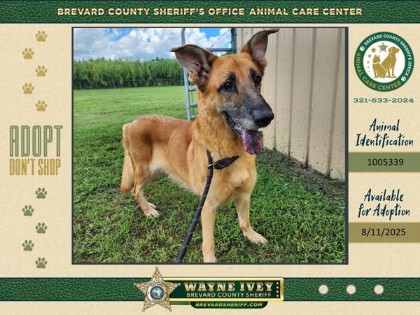 Enlarge Holga, a Adoptable mixed breed in Melbourne, FL image 4/4