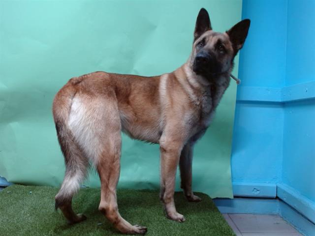 Enlarge MAX SOYOS, a Adoptable Belgian Shepherd / Malinois in Gardena, CA image 1/1