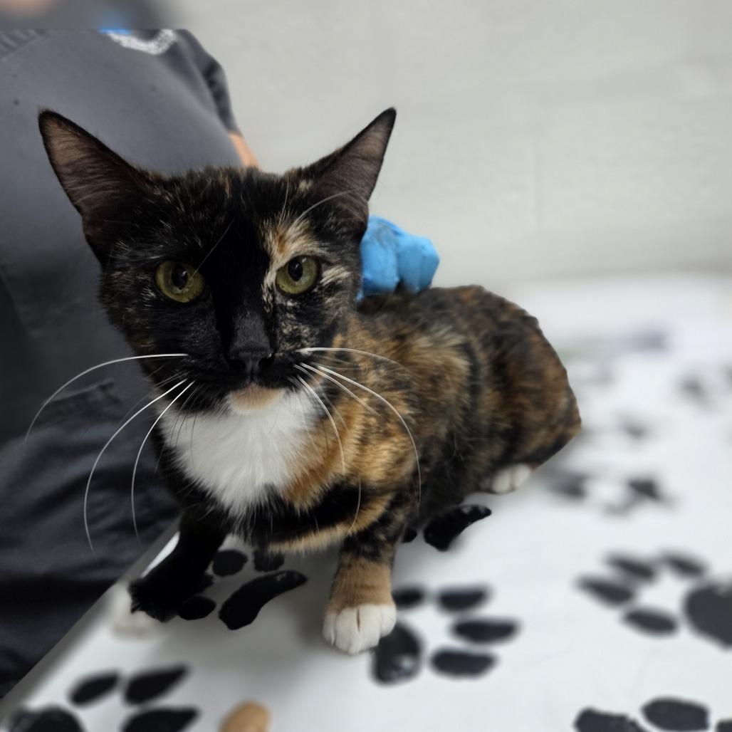 Eris, Adoptable, Young Female Domestic Short Hair.