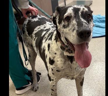 Enlarge Savannah, a Adoptable Great Dane in Oswego, IL image 2/6