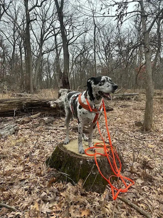 Enlarge Savannah, a Adoptable Great Dane in Oswego, IL image 3/6