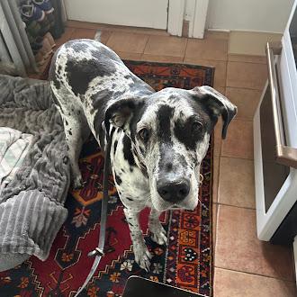 Enlarge Savannah, a Adoptable Great Dane in Oswego, IL image 4/6