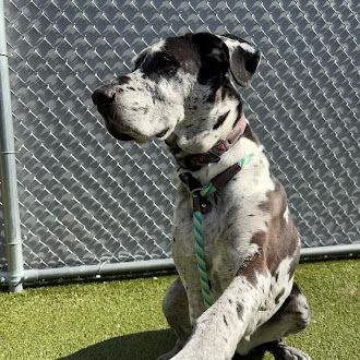 Enlarge Savannah, a Adoptable Great Dane in Oswego, IL image 6/6