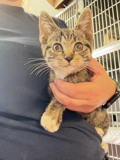 Enlarge Mayflower, a Adoptable mixed breed in South Bend, IN image 1/1
