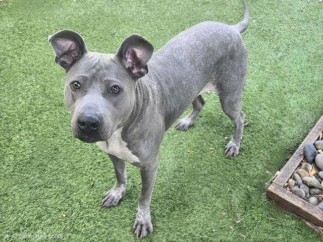 TAMPA, Adoptable, Young Female Xoloitzcuintli / Mexican Hairless & Pit Bull Terrier.