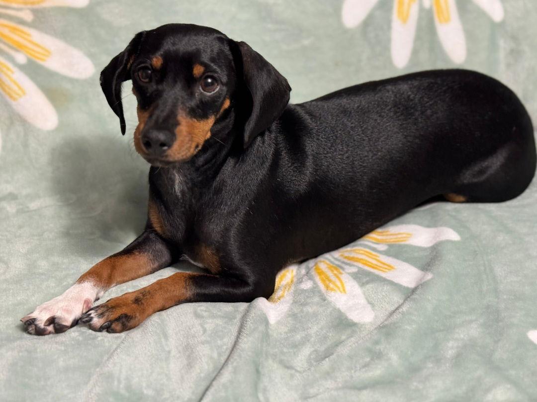 Enlarge Bella, a Adopted Dachshund in Sanford, FL image 1/2