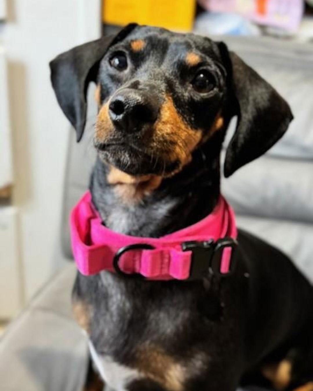 Enlarge Bella, a Adopted Dachshund in Sanford, FL image 2/2