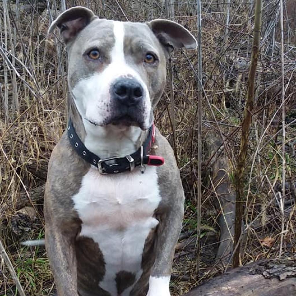 Harley, a Adoptable Pit Bull Terrier in Liberty, IN image 2/5
