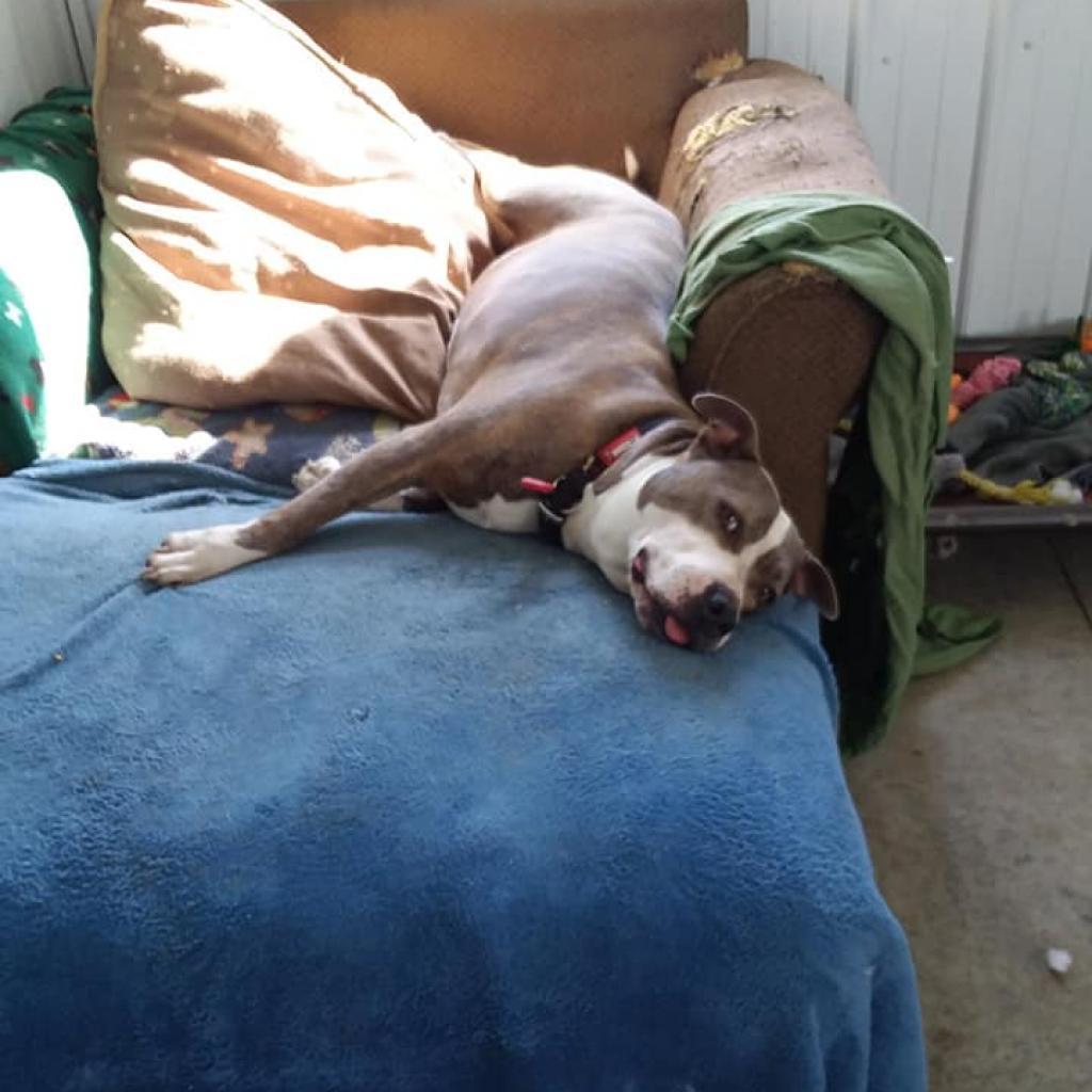 Harley, a Adoptable Pit Bull Terrier in Liberty, IN image 4/5