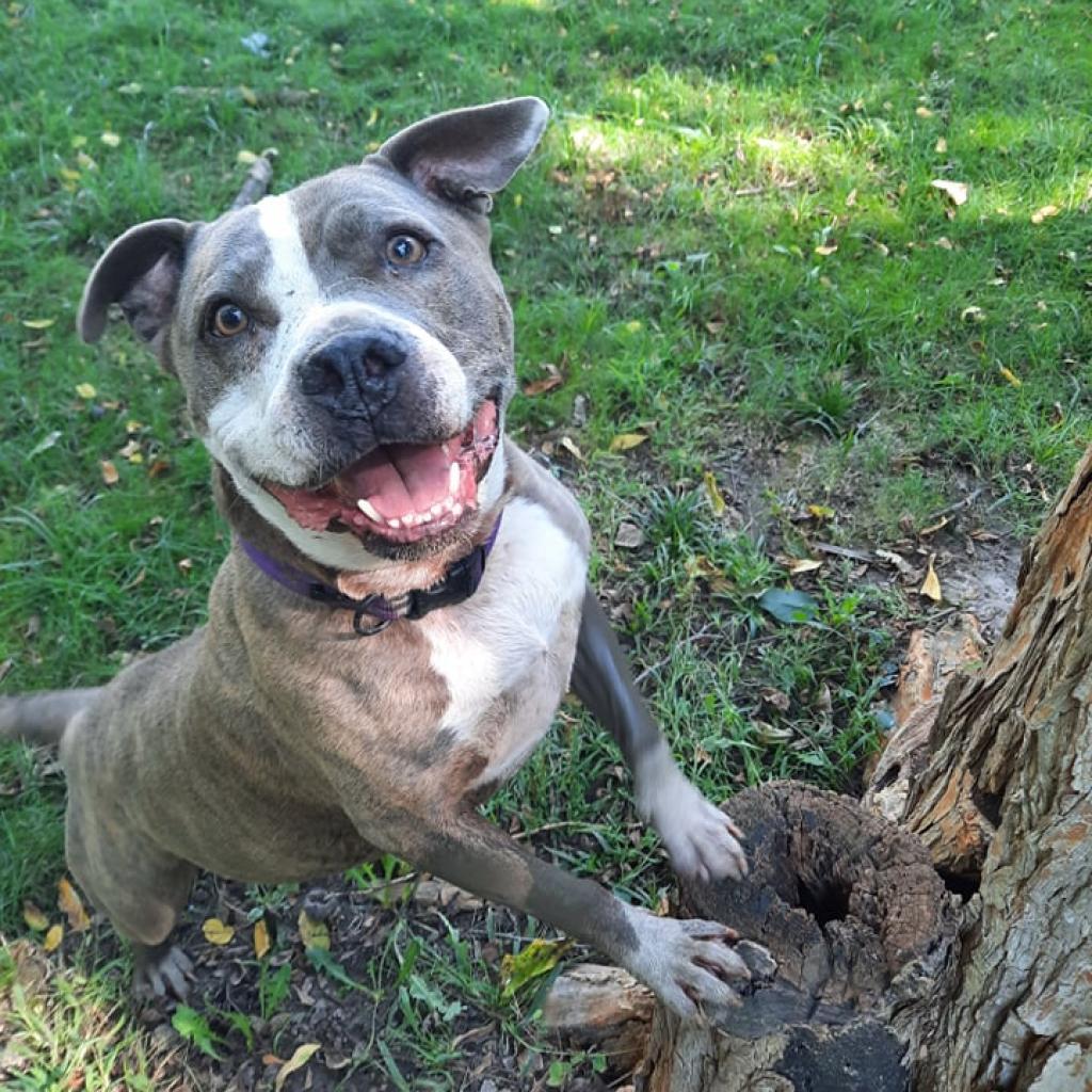 Enlarge Harley, a Adoptable Pit Bull Terrier in Liberty, IN image 2/5