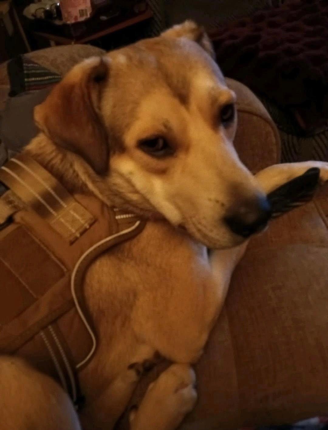Tucker, adopted, Young Male Beagle & Coonhound.
