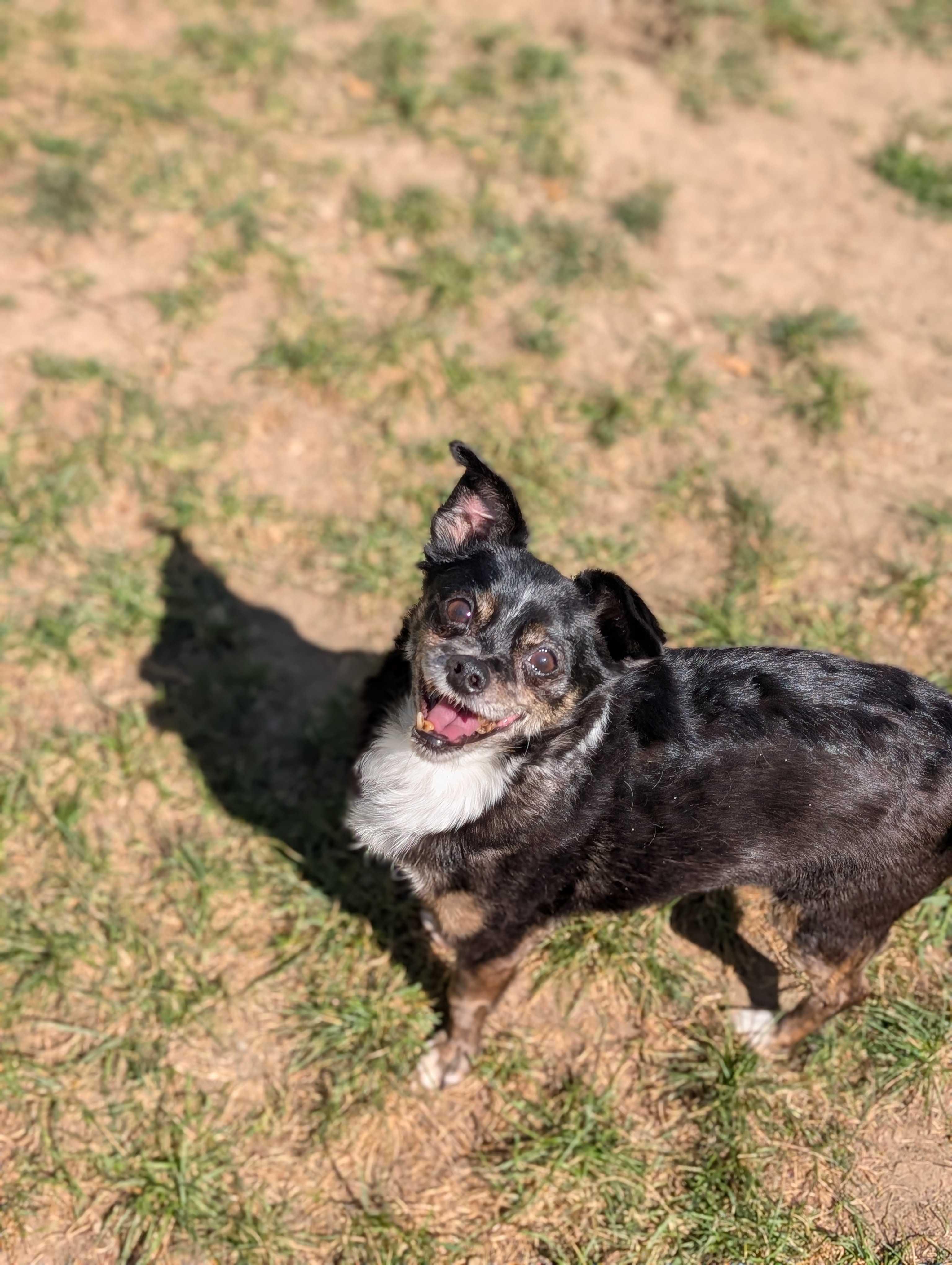 Yakko