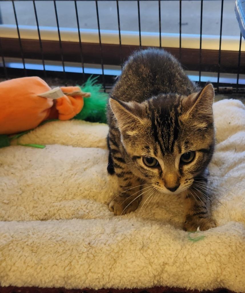 Tanner, Adoptable, Young Female Domestic Short Hair.