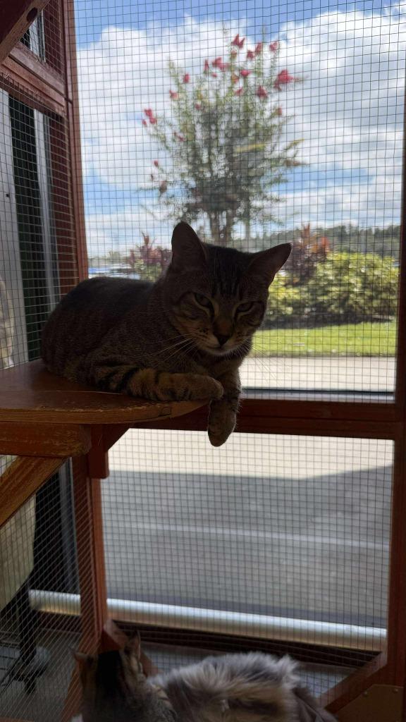 Enlarge Tanner, a Adoptable mixed breed in Tampa, FL image 2/2