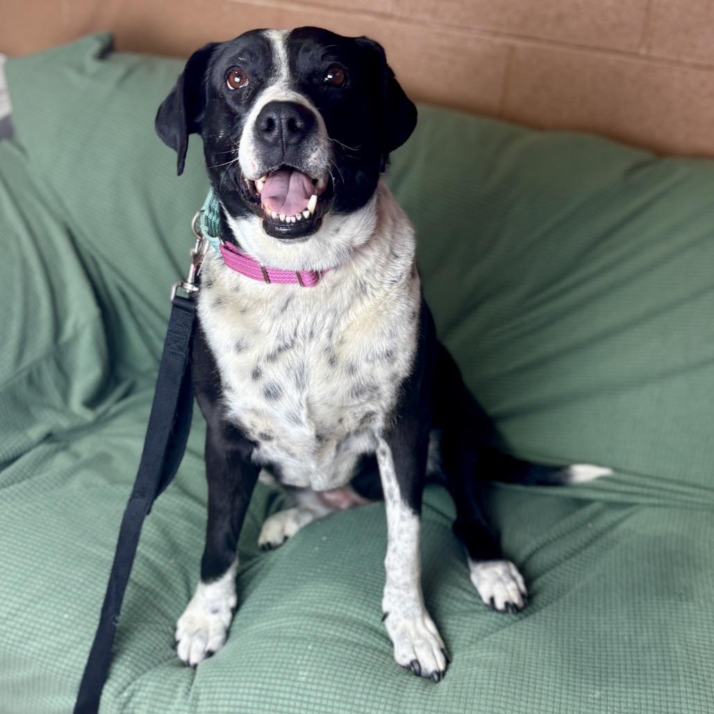 Enlarge Iris, a Adoptable Mixed Breed in Glenwood Springs, CO image 1/6