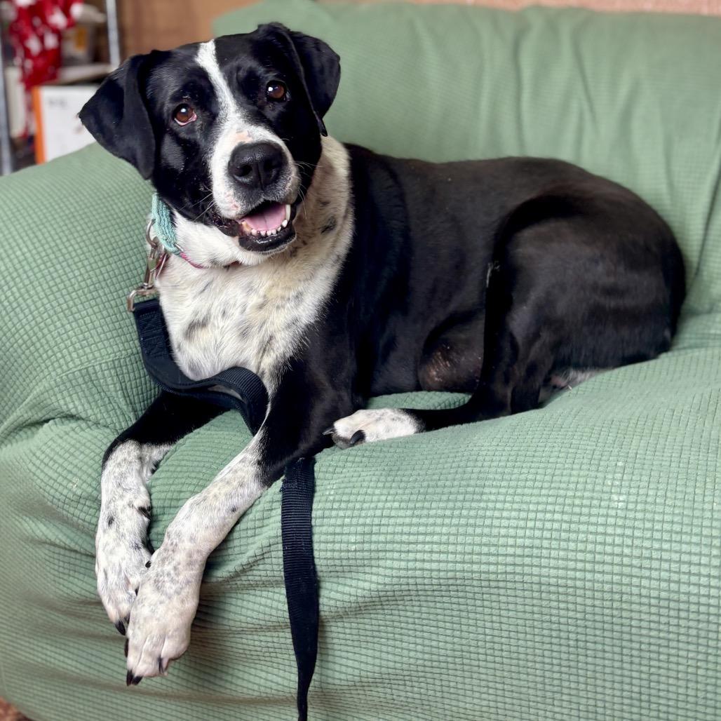 Enlarge Iris, a Adoptable Mixed Breed in Glenwood Springs, CO image 2/6