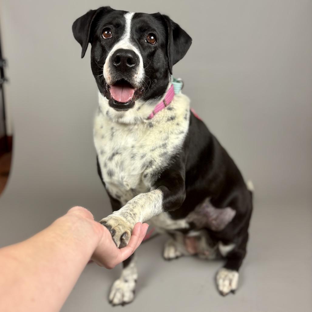 Enlarge Iris, a Adoptable Mixed Breed in Glenwood Springs, CO image 3/6